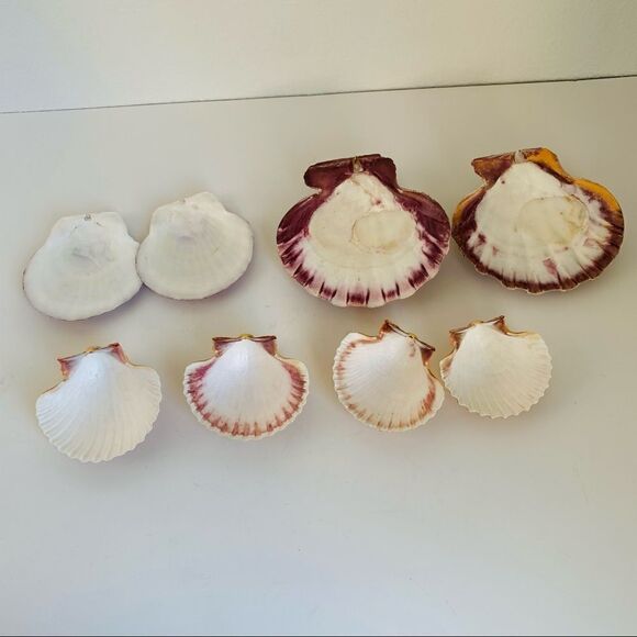 ‎Sea Shells Lot of 8 - Picture 2 of 2